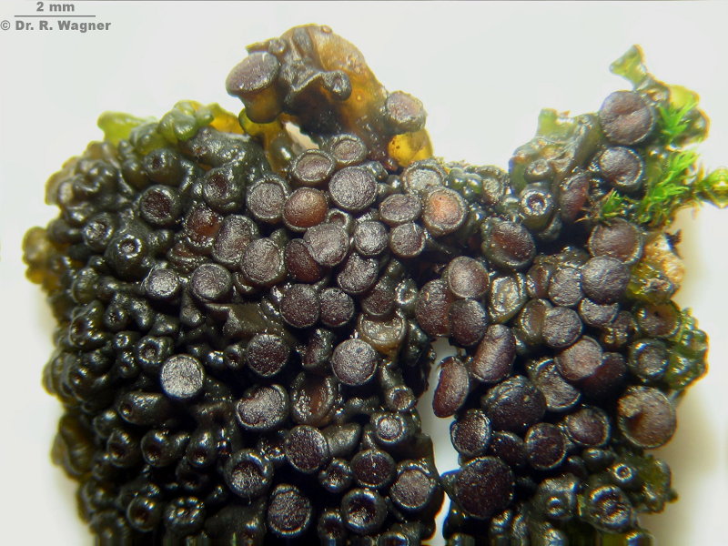 Collema polycarpon #6469