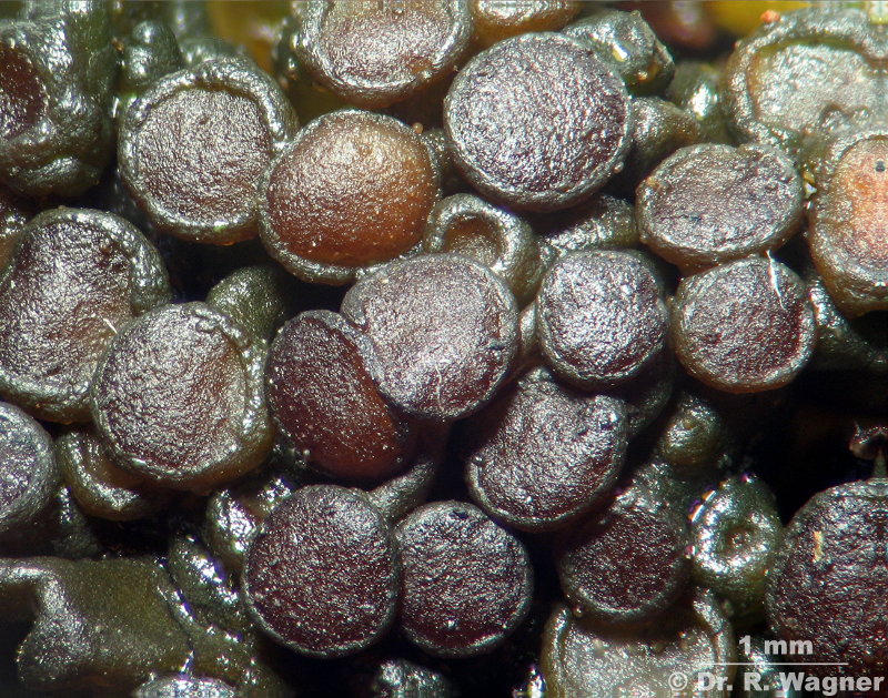 Collema polycarpon #6470
