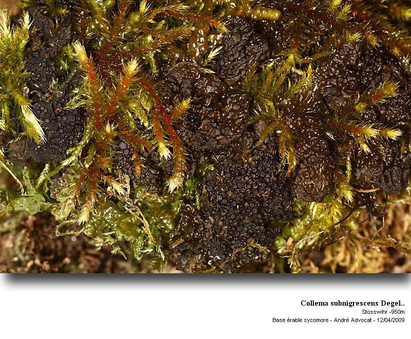 Collema subnigrescens Degel. #84680