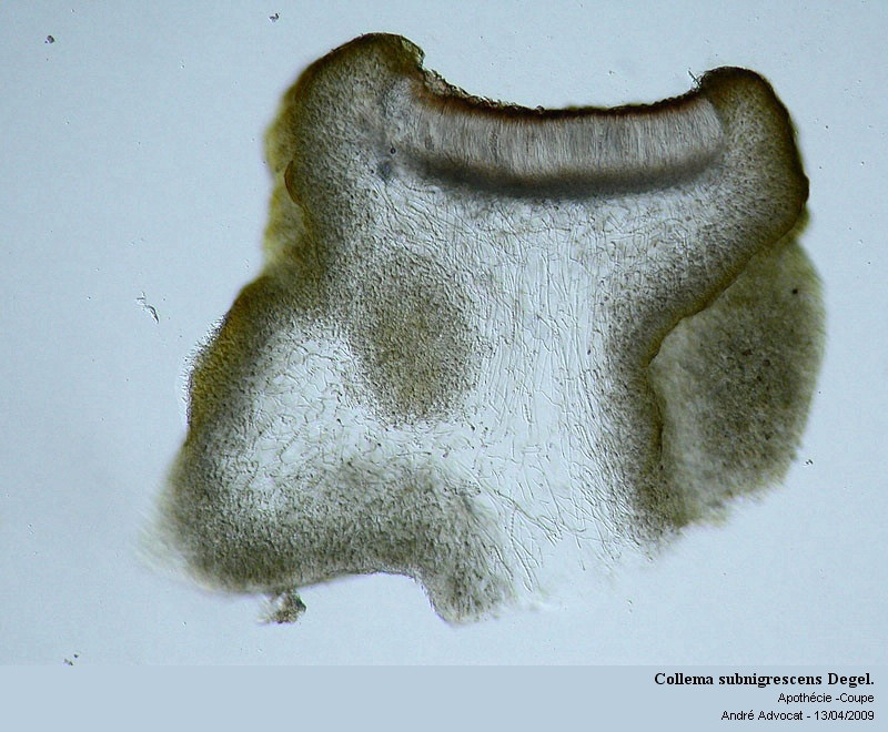 Collema subnigrescens Degel. #84688