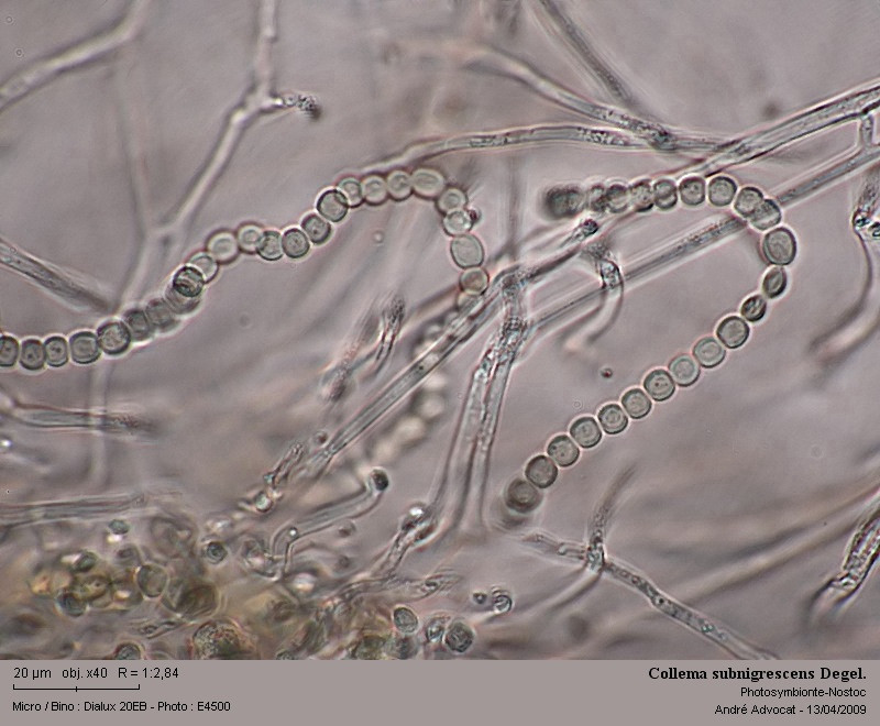 Collema subnigrescens Degel. #84685