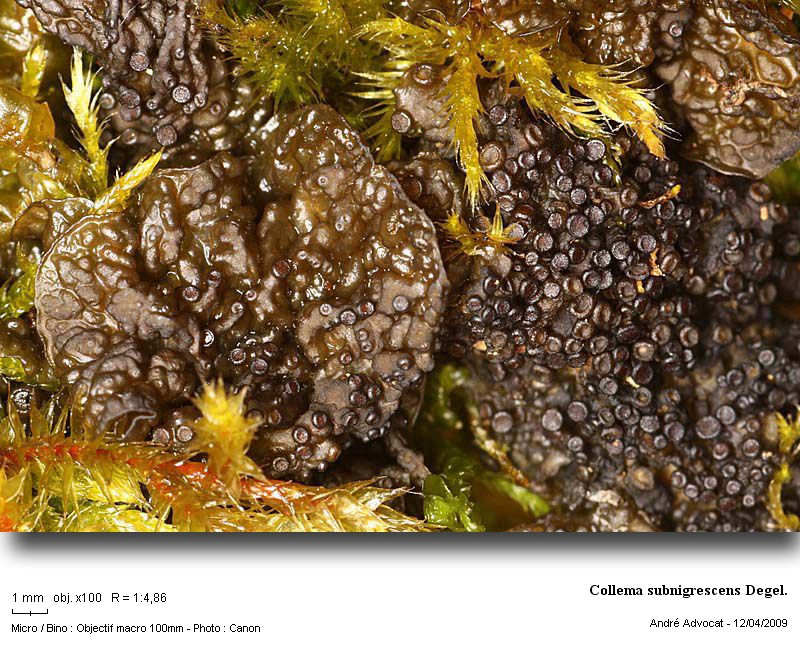 Collema subnigrescens Degel. #84681
