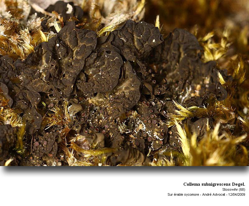 Collema subnigrescens Degel. #84682