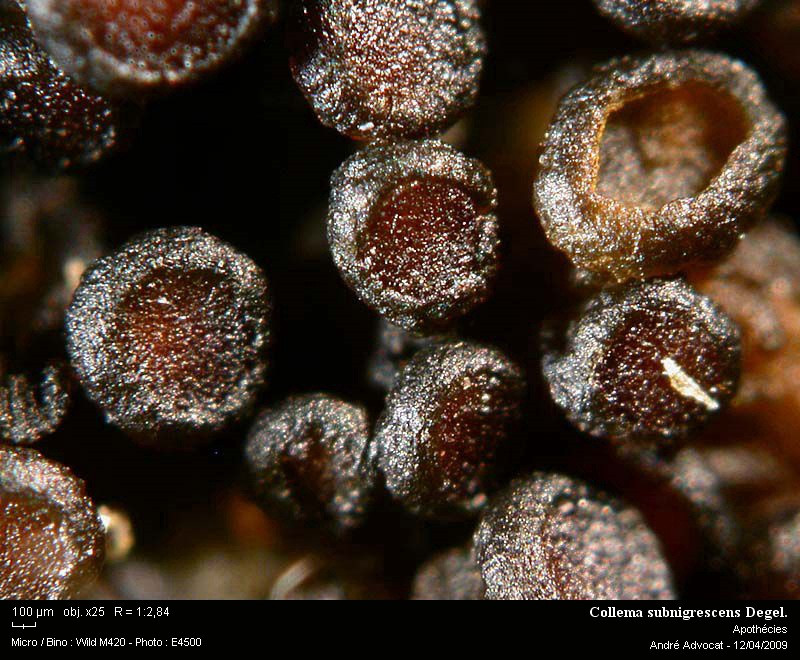 Collema subnigrescens Degel. #84683