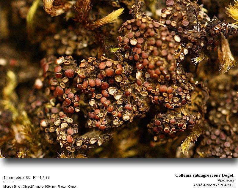 Collema subnigrescens Degel. #84690