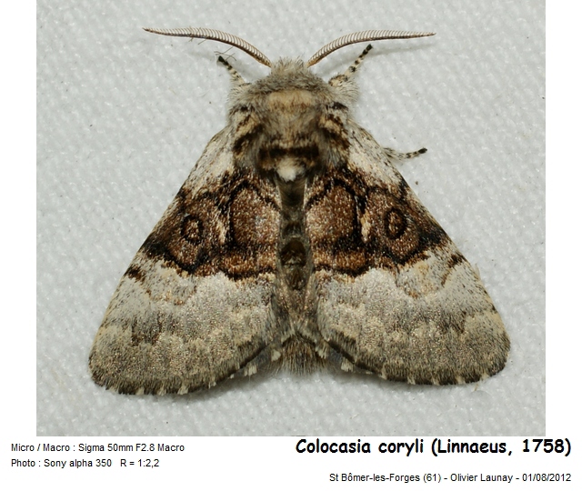Colocasia coryli (Linnaeus, 1758) - Noctuelle du coudrier #43785