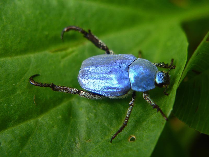 Coléoptère Hoplia coerulea (Drury) #33093