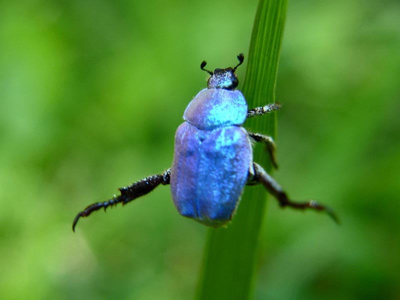 Coléoptère Hoplia coerulea (Drury) #33092