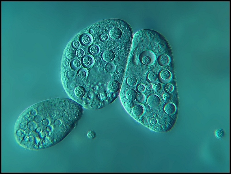Colpidium colpoda #39223
