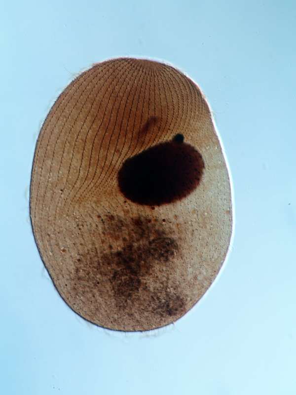 Colpidium colpoda #39213
