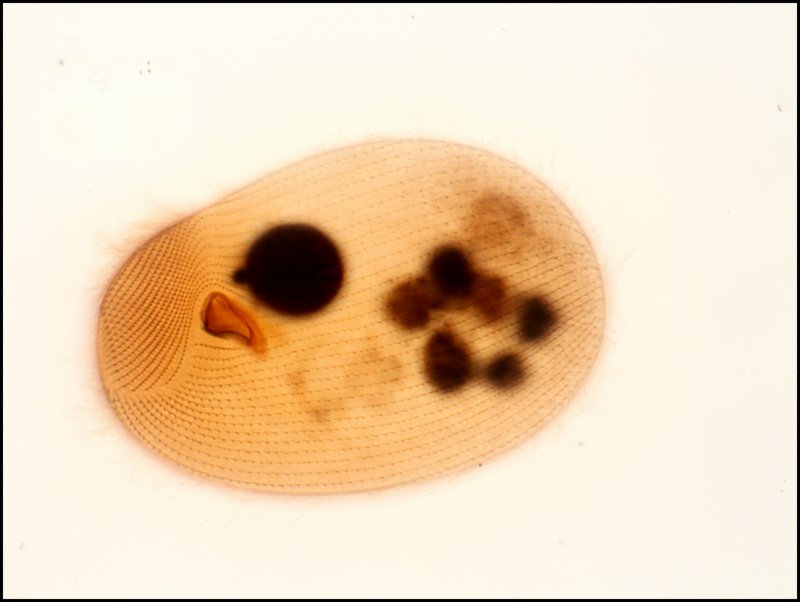 Colpidium colpoda #39210
