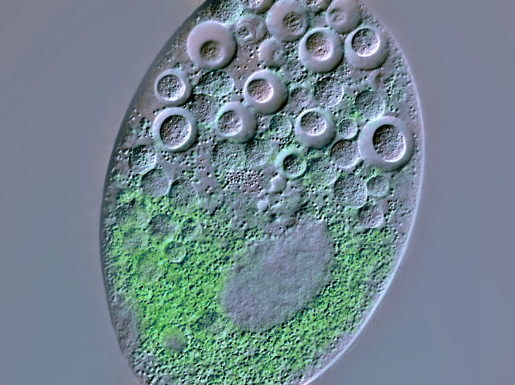Colpidium colpoda #1217