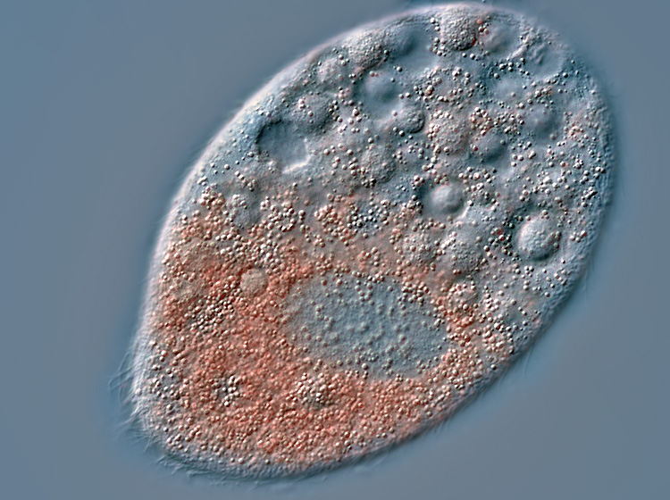 Colpidium colpoda #1218