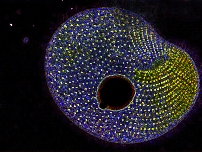 Colpoda sp. #35033