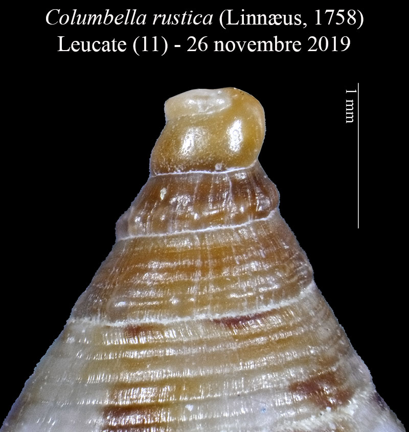 Columbella rustica #61253