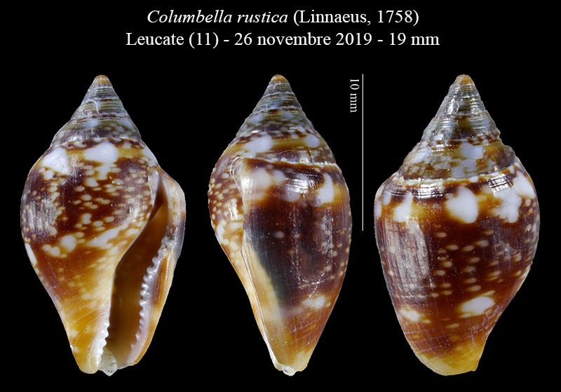 Columbella rustica #61251
