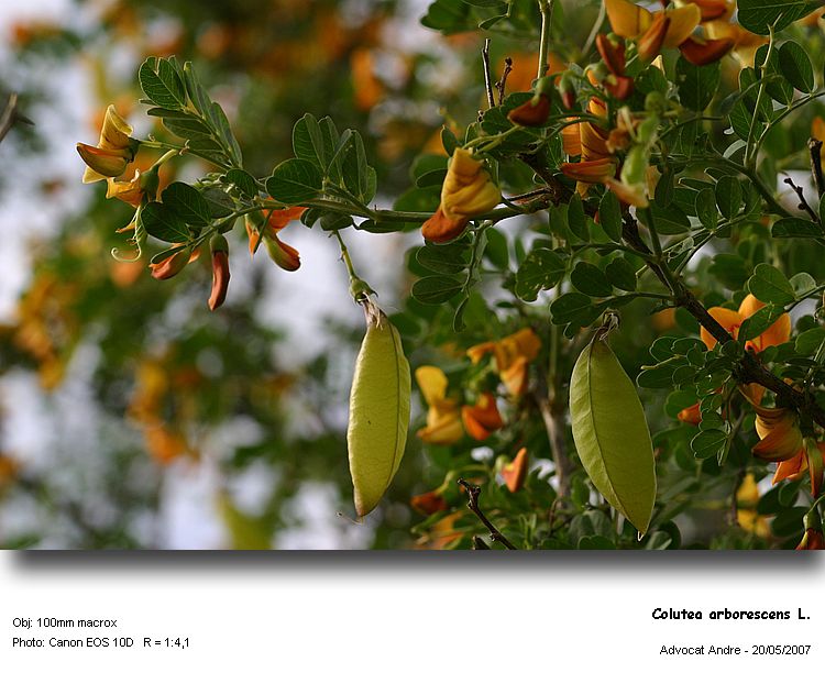 Colutea arborescens L. #1874