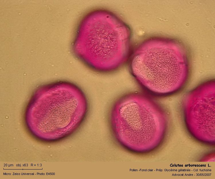 Colutea arborescens L. #1877