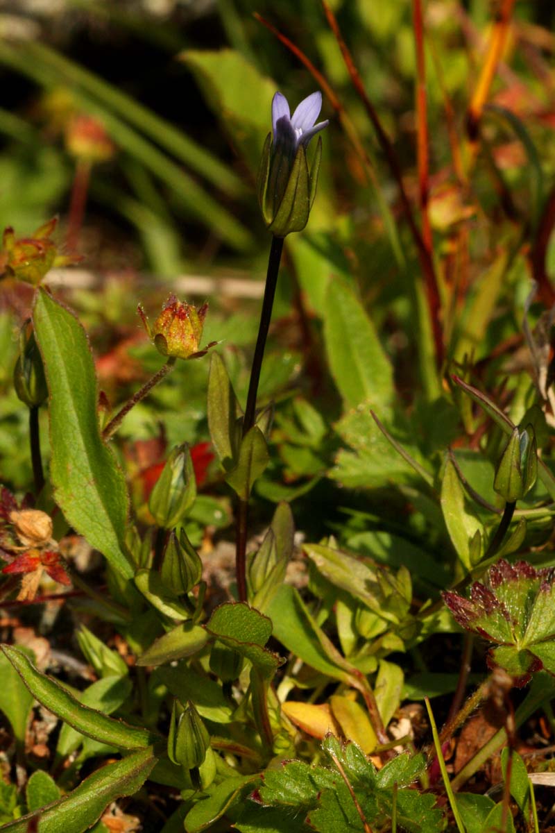 Comastoma tenellum (Rottb.) Toyokuni ( Gentiana tenella) #43371