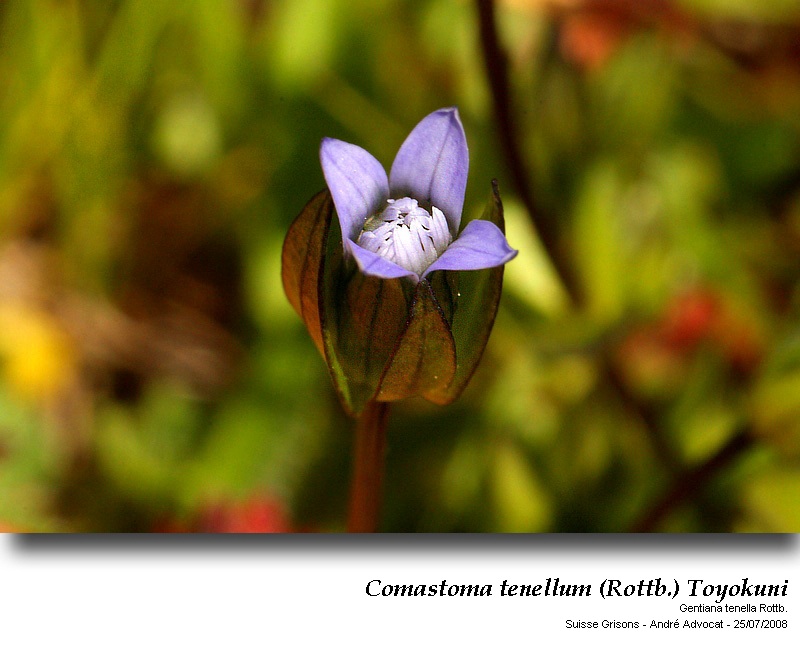 Comastoma tenellum (Rottb.) Toyokuni ( Gentiana tenella) #43372