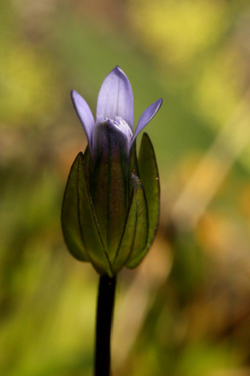 Comastoma tenellum (Rottb.) Toyokuni ( Gentiana tenella) #43373
