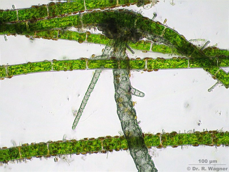 Compsopogon, eine tropische Rotalge,  Une algue rouge tropic #5059