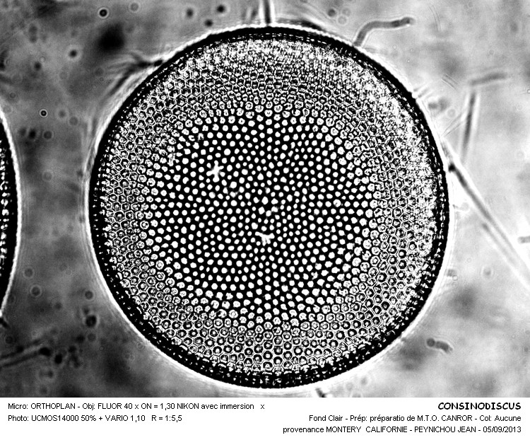 CONCINODISCUS #33589