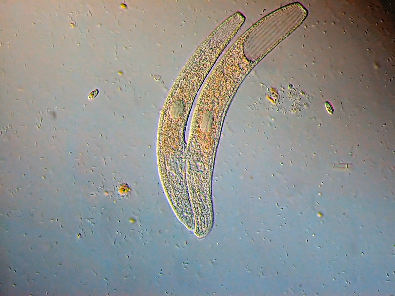 Conjugaison de Spirostomum #25616