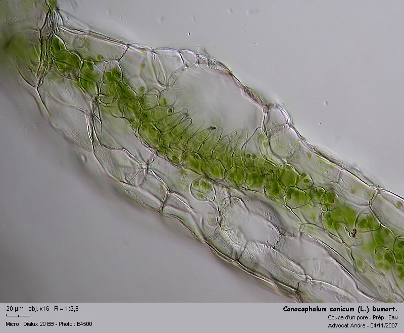 Conocephalum conicum (L.) Dumort. #584