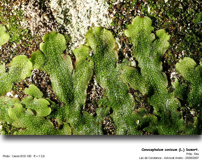 Conocephalum conicum (L.) Dumort. #583