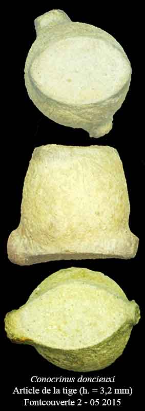 Conocrinus doncieuxi Roux, 1978 #41906