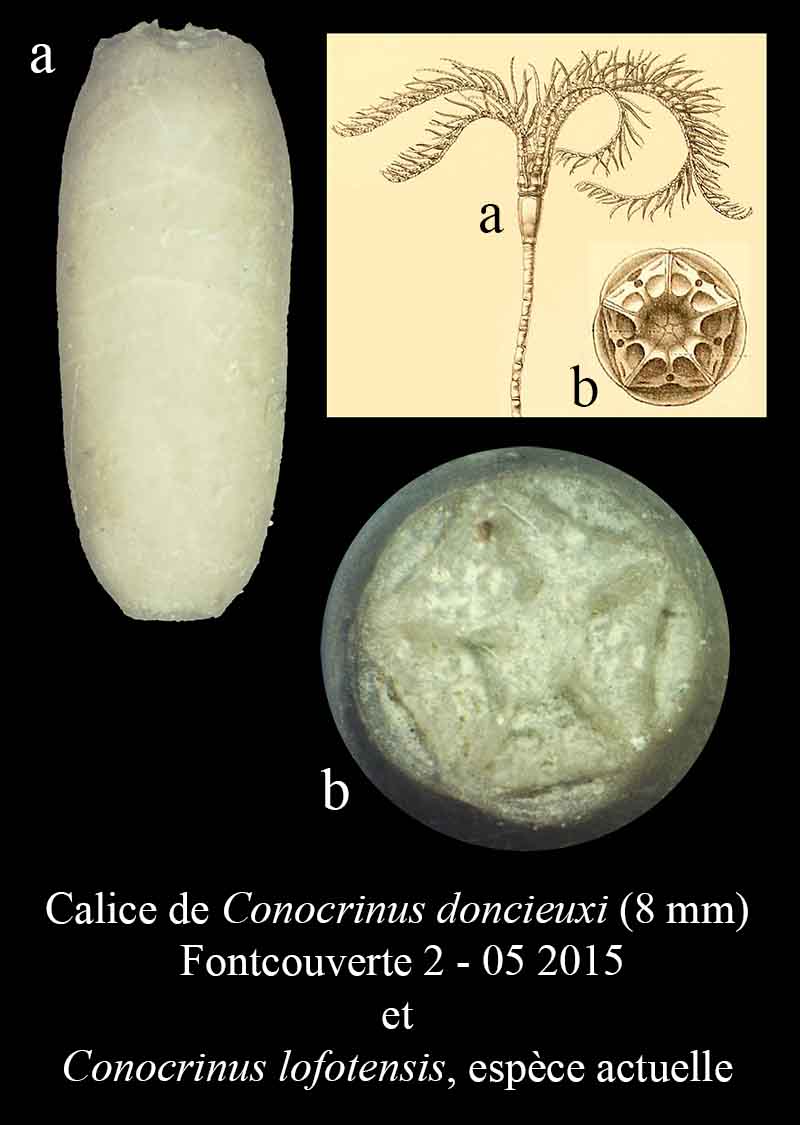 Conocrinus doncieuxi Roux, 1978 #41905