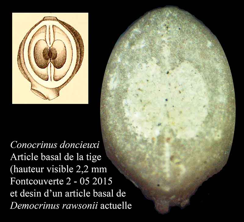 Conocrinus doncieuxi Roux, 1978 #41907