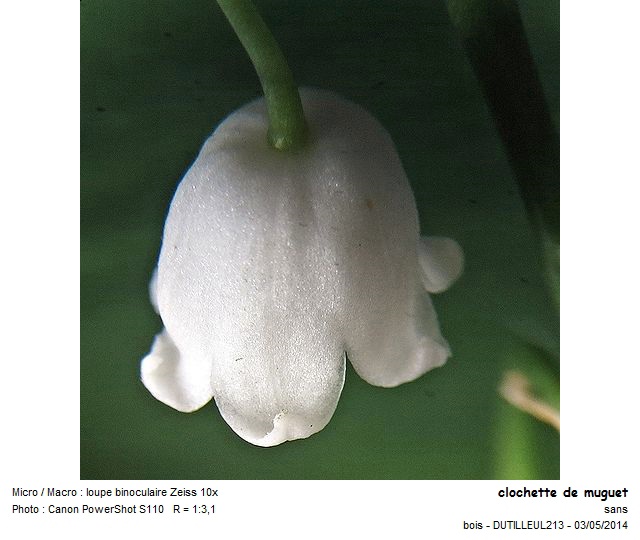 CONVALLARIA MAJALIS - MUGUET #37397