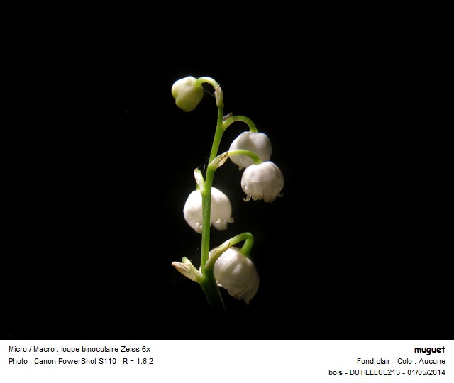 CONVALLARIA MAJALIS - MUGUET #37395
