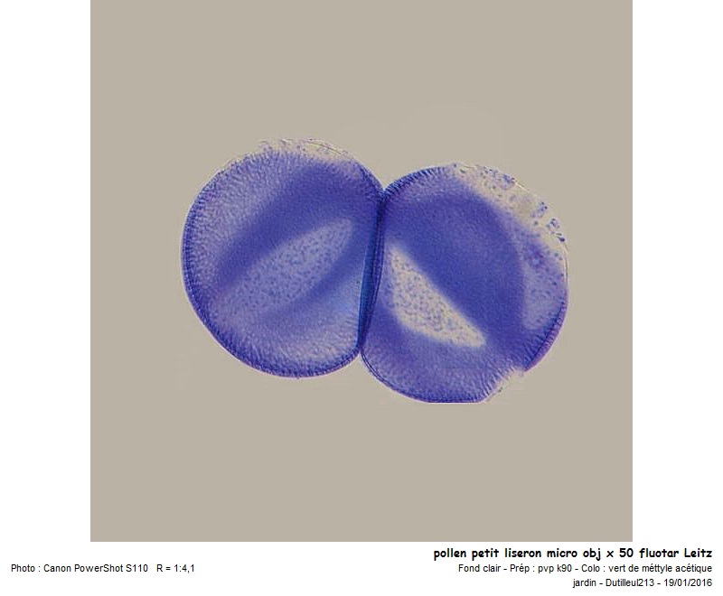 Convolvulus arvensis - Liseron des champs #43416