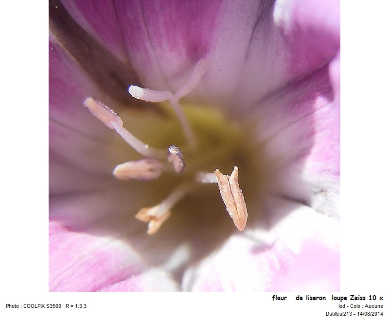 Convolvulus arvensis - Liseron des champs #43415