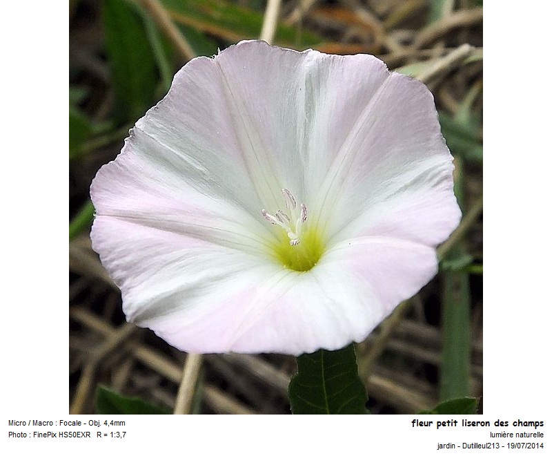 Convolvulus arvensis - Liseron des champs #43412