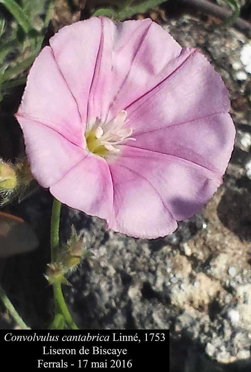 Convolvulus cantabrica Linné, 1753 #45697