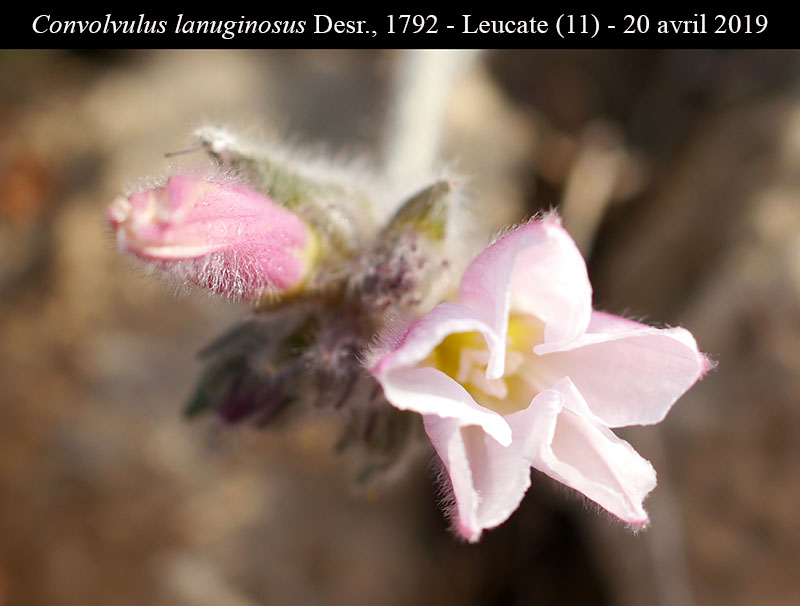 Convolvulus lanuginosus #66434