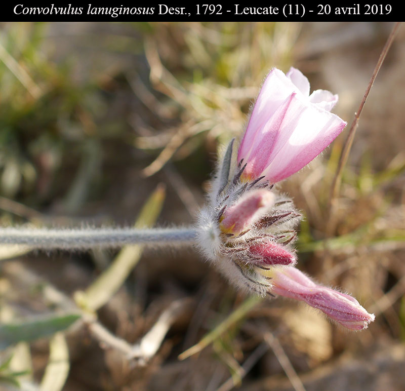 Convolvulus lanuginosus #66436