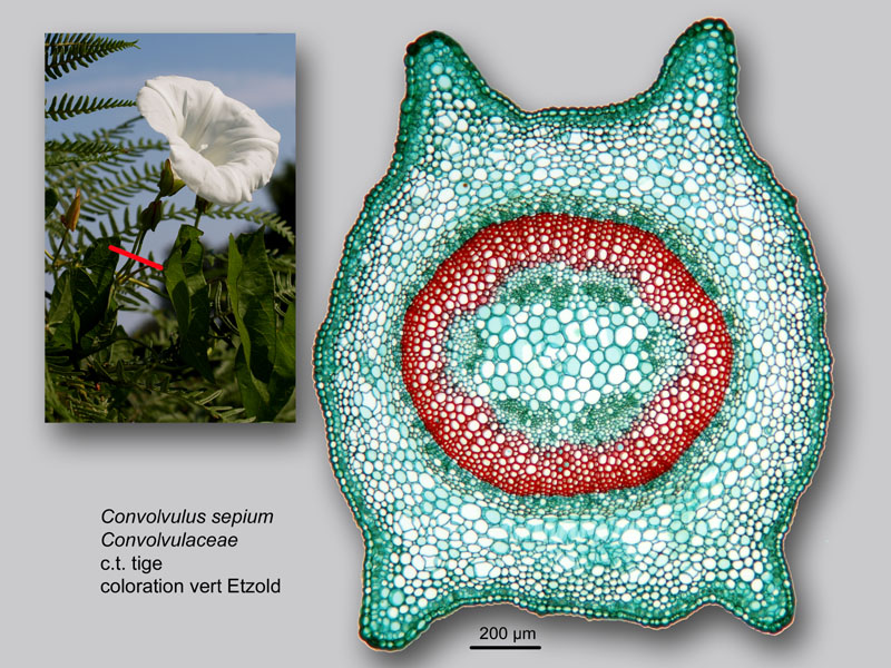 Convolvulus sepium, histologie, histology. #23647