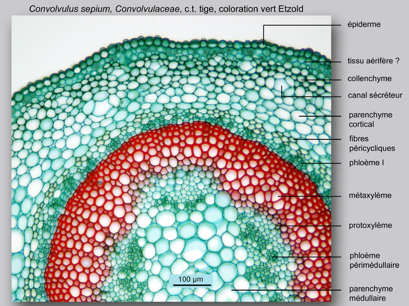Convolvulus sepium, histologie, histology. #23648