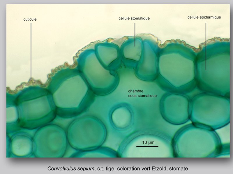 Convolvulus sepium, histologie, histology. #23649