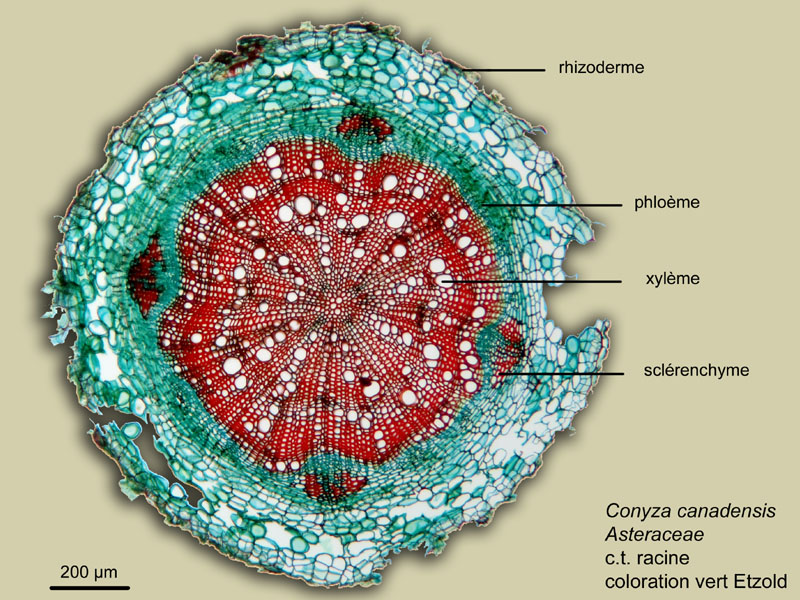 Conyza canadensis, histologie, histology. #23771