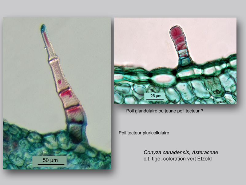 Conyza canadensis, histologie, histology. #23770