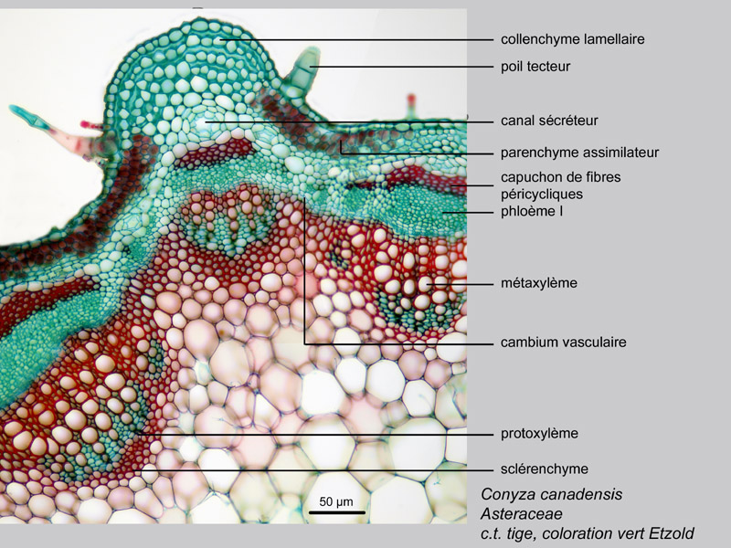 Conyza canadensis, histologie, histology. #23769