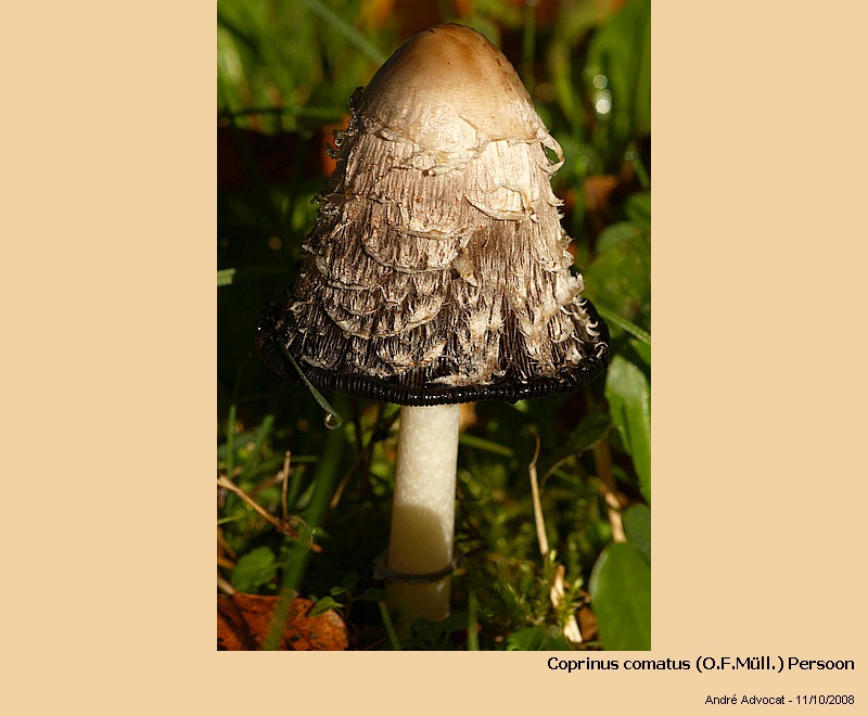 Coprinus comatus (O.F.Müll.) Persoon (Coprin chevelu) #6381