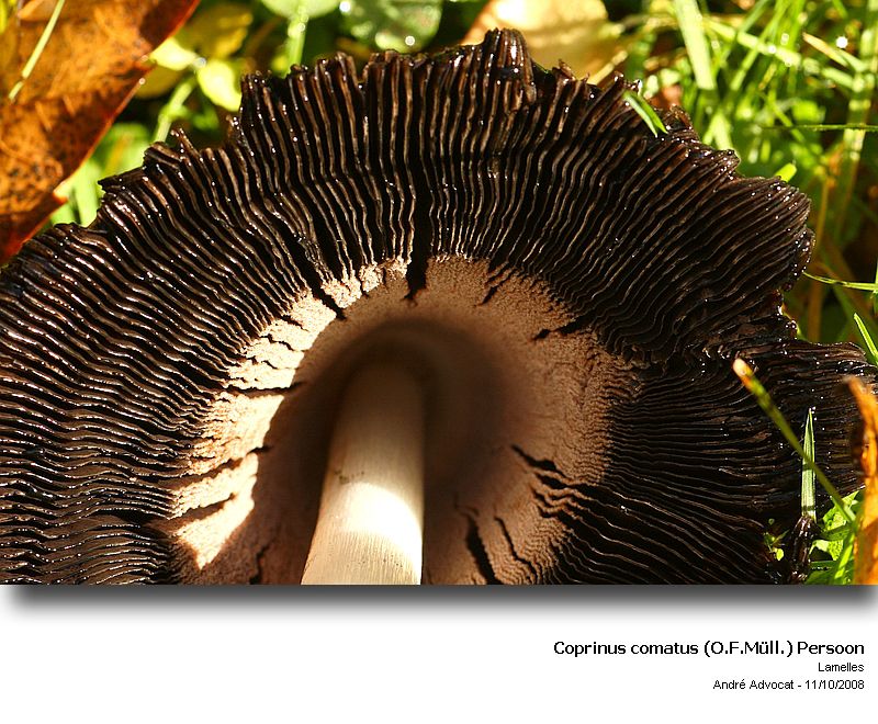 Coprinus comatus (O.F.Müll.) Persoon (Coprin chevelu) #6383