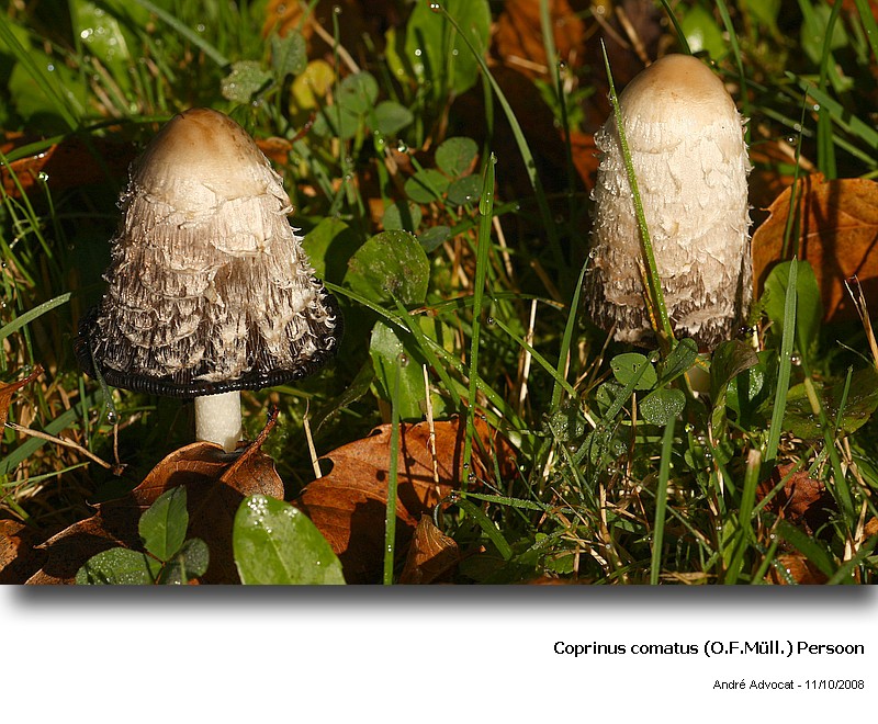 Coprinus comatus (O.F.Müll.) Persoon (Coprin chevelu) #6380
